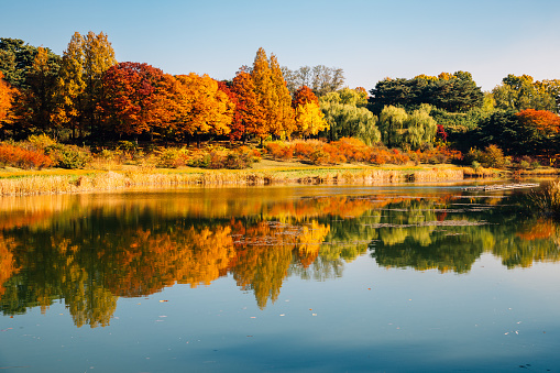 park, autumn maple and lake in Seoul, Korea