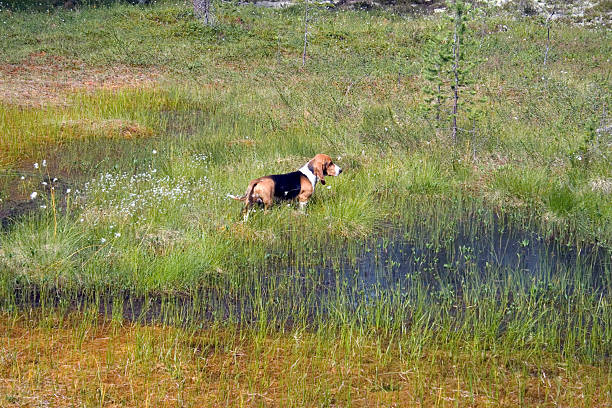 Basset Normand im Wald – Foto