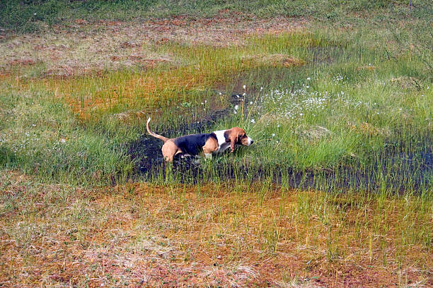 Basset Normand - Photo