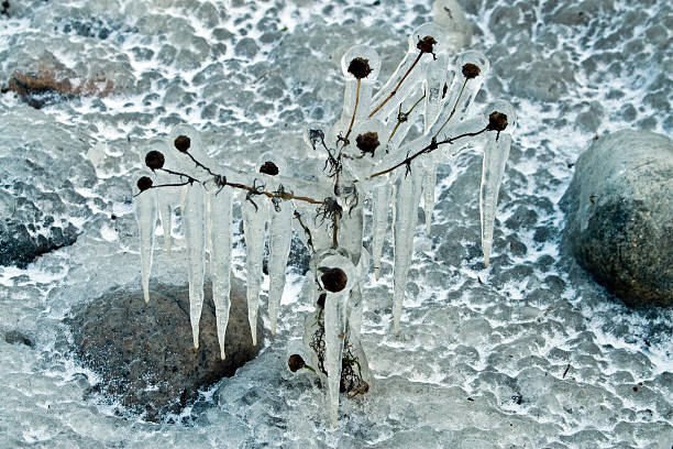 Icy Blumen – Foto