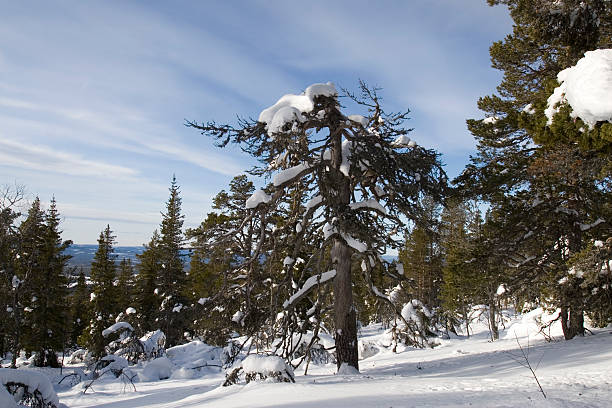 Montanhas NevadasComment - fotografia de stock