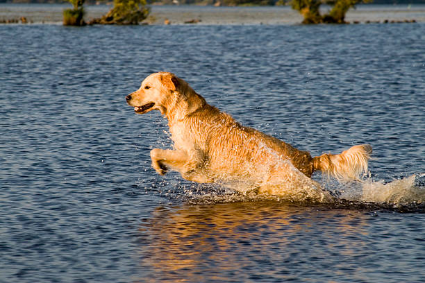 Golden Retriever saltar na água - fotografia de stock