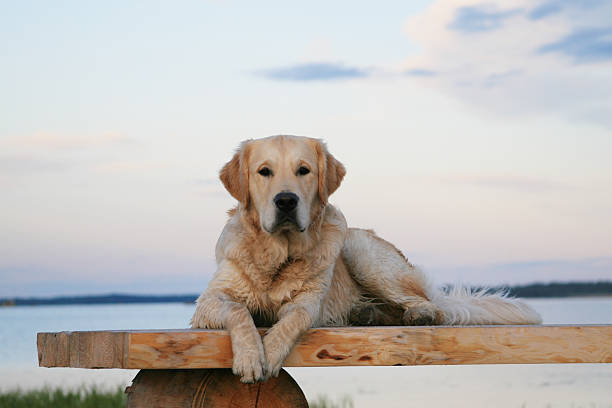 Golden Retriever - Photo