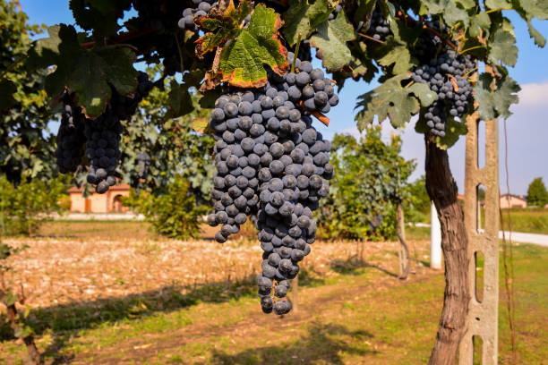 istock Vineyard Ready to Produce Wine 1063946442