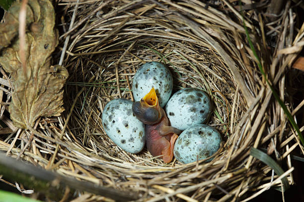 istock The nest of Marsh Warbler, Acrocephalus palustris 106394717