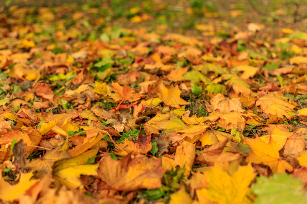 istock Colorful fall leaves on the grass. Bright autumn background. 1063950034