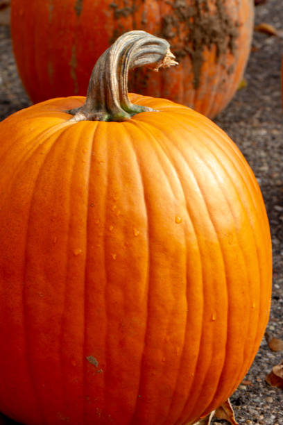istock Close up of a Pumpkin 1063950540