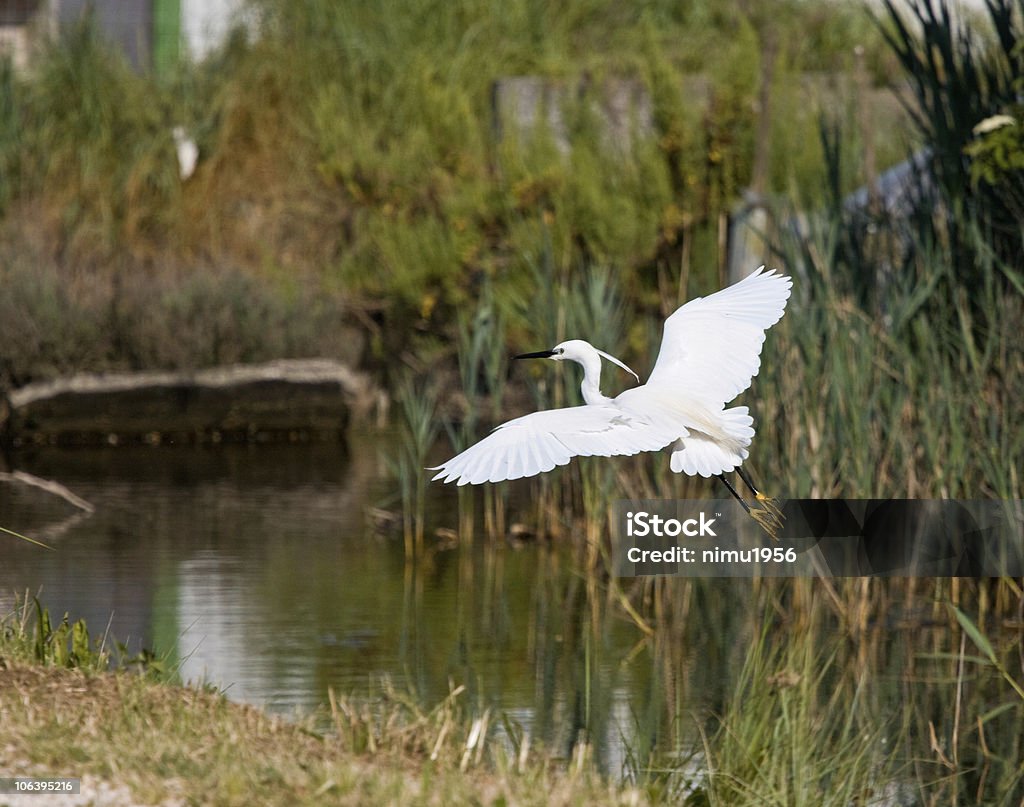 Egretta garzetta oiseau volant dans la lagune de Venise - Photo de Aile d'animal libre de droits