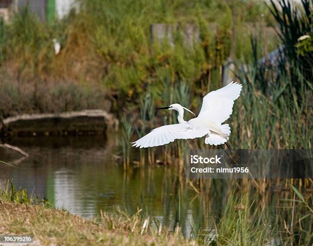 Photo libre de droit de Egretta Garzetta Oiseau Volant Dans La Lagune De Venise banque d'images et plus d'images libres de droit de Aile d'animal