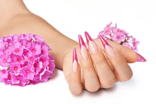 French manicure on the hands of a woman, with pink flowers on a white background