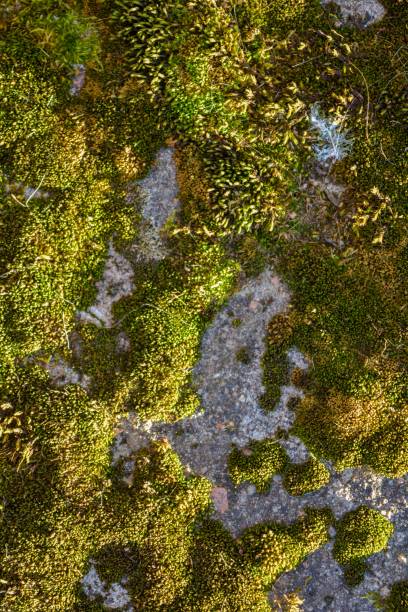 istock Close up of green moss covered old stone wall 1063955880