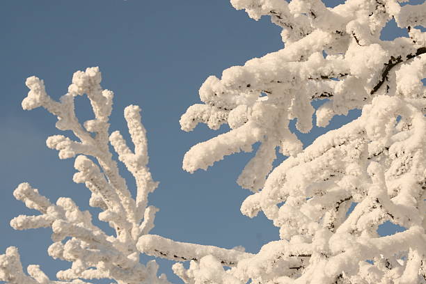 frozen trees stock photo