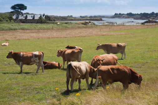 Breton cows grazing near sea on beautiful isle of Brehat in France