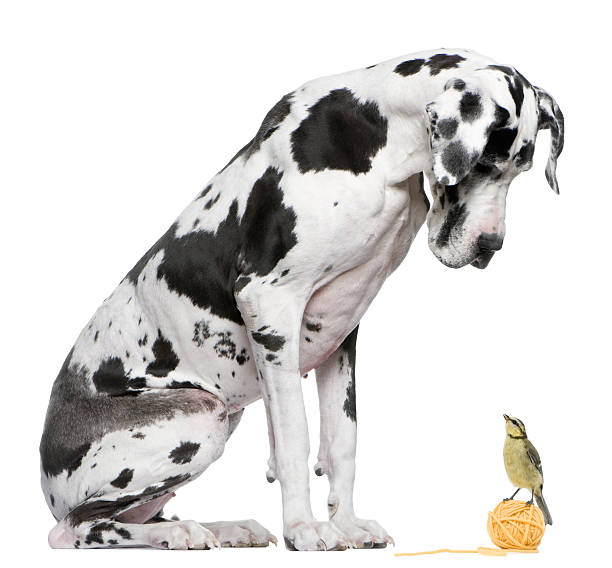 istock Spotted Great Dane staring at bird sitting on yarn 106396219