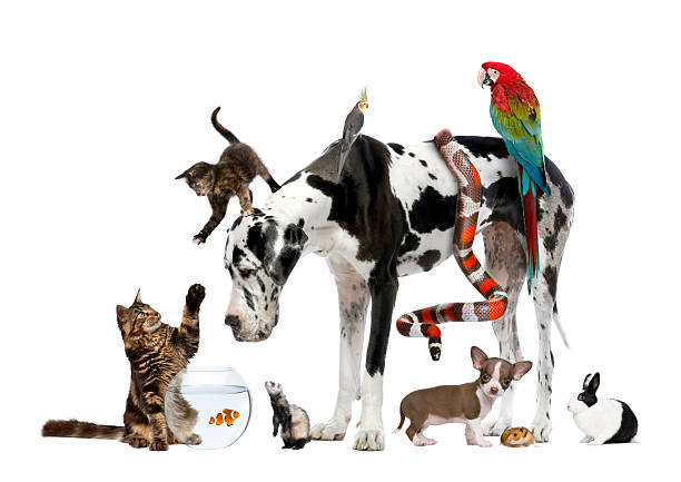 foto de estudio de gran grupo de diferentes mascotas - dog domestic cat group of animals pets fotografías e imágenes de stock