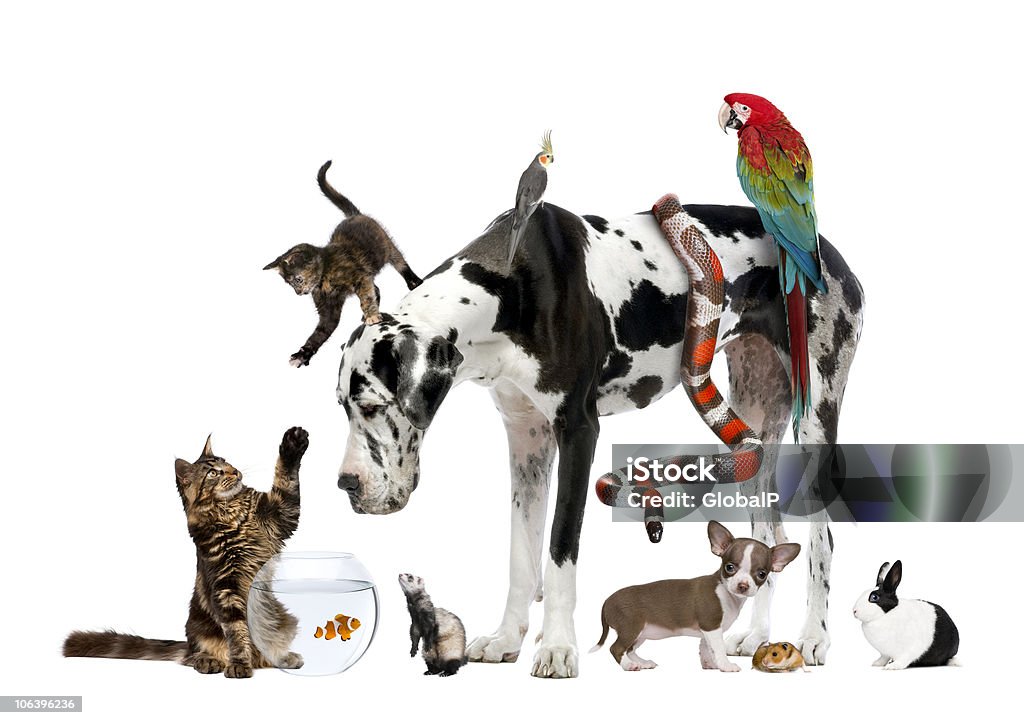 Foto de estúdio de um grande grupo de diferentes animais de estimação - Foto de stock de Animal de estimação royalty-free