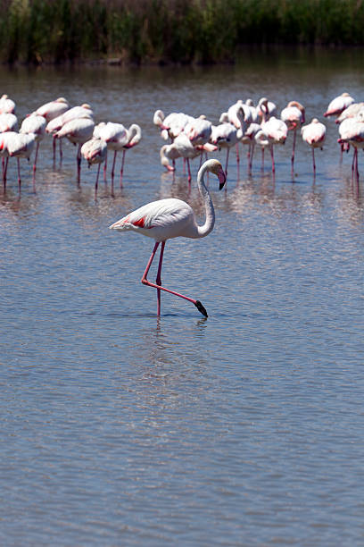 istock flamingos of the Camargue 106396363