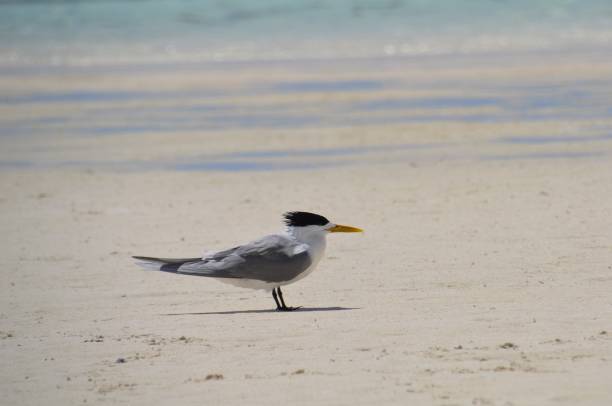 istock Single crested tern water bird and wader facing into the wind on wet sand beach 1063963872