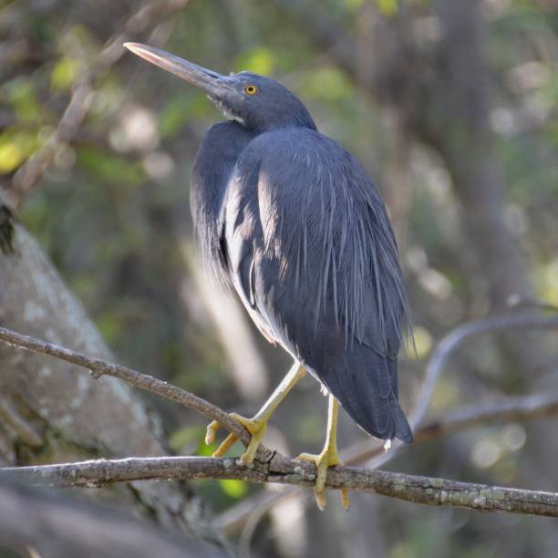 istock Grey Eastern Reef Egret sitting in a tree on Heron Island in Australia 1063964116