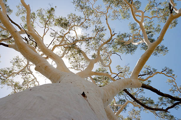 treetop de giant gum tree contre ciel, australie - nature sunlight tree illuminated photos et images de collection