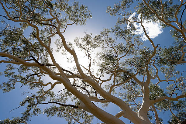 The beautiful branches and the white bark of the majestic gum tree