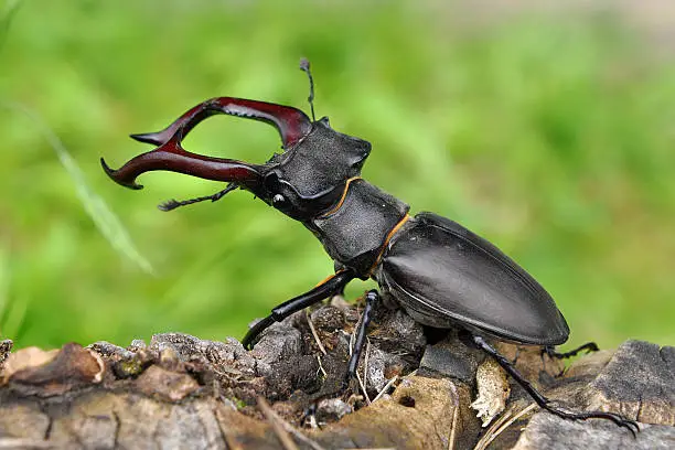 Photo of A black stag beetle on a tree limb