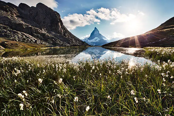 Matterhorn reflected in Riffelsee behind white backlit flowers