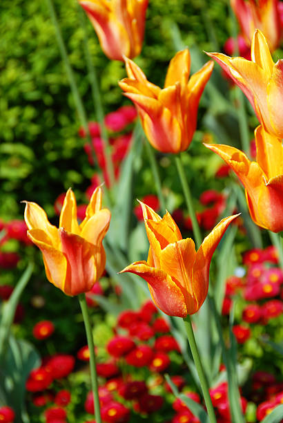 tulipanes de orange - growth tulip cultivated three objects fotografías e imágenes de stock