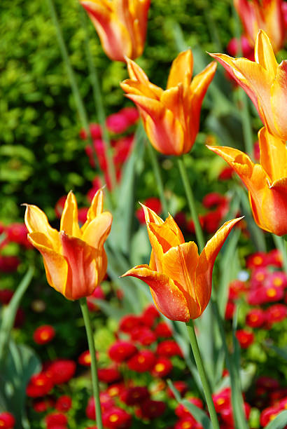pomarańczowe tulipany - growth tulip cultivated three objects zdjęcia i obrazy z banku zdjęć