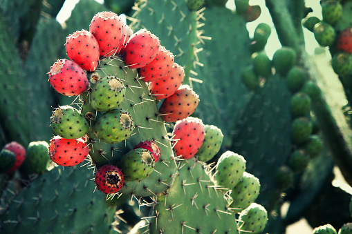 Mexican nopal plant with red prickly pear fruit