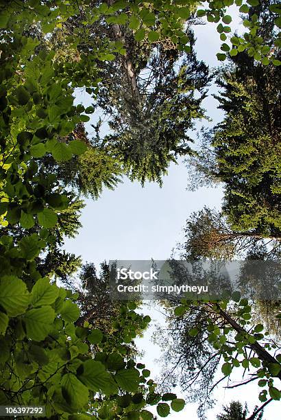 Albero Corona Frame - Fotografie stock e altre immagini di Abete - Abete, Albero, Albero deciduo