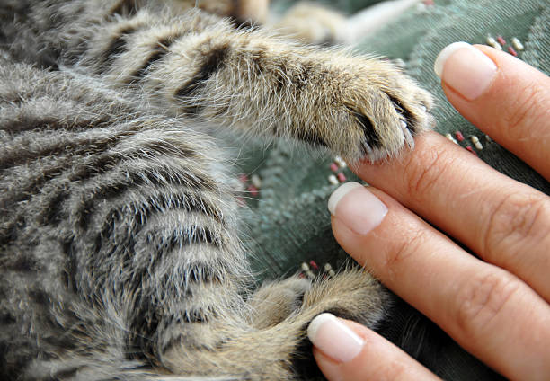 Cat trying to scratch ear.