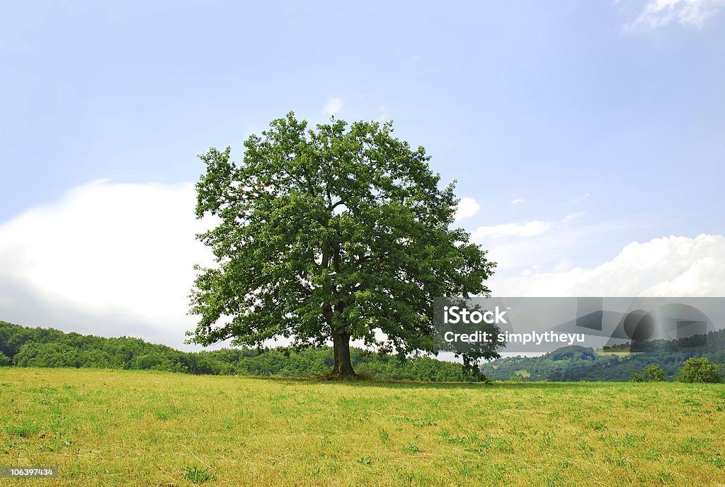 Lonely árvore na colina verde - Foto de stock de Carvalho perene royalty-free