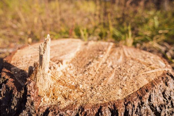 cut tree stump - forest preserve imagens e fotografias de stock