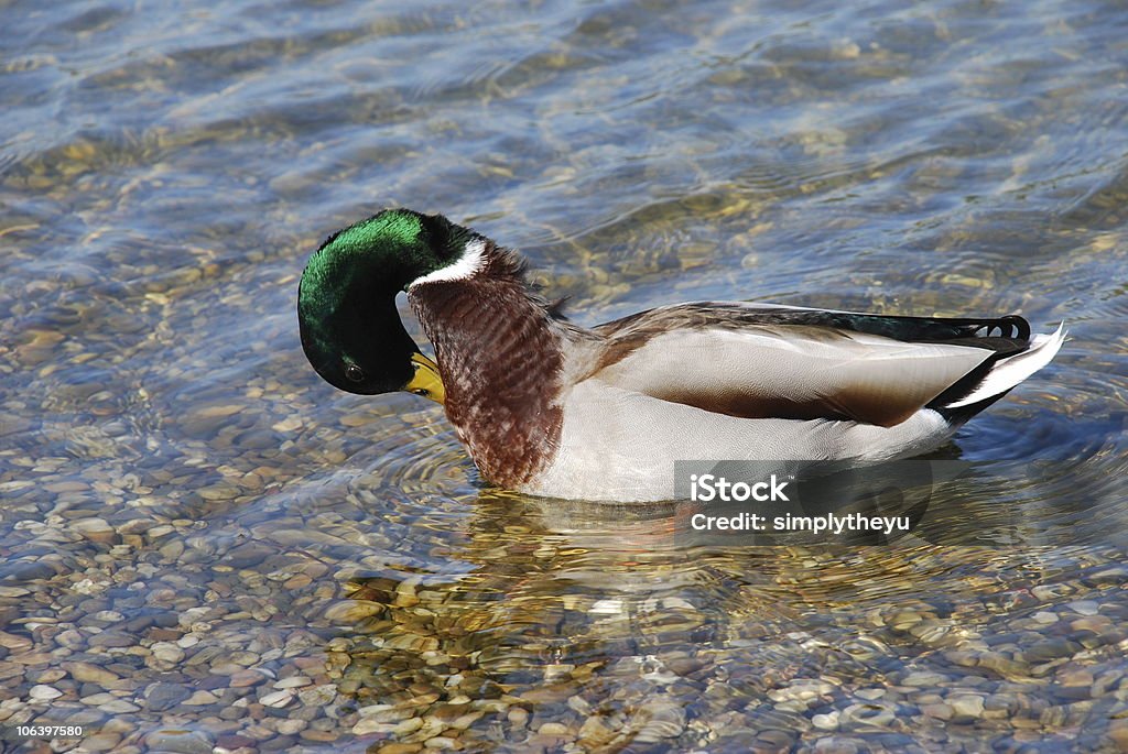 Duck hygiene duck cleaning plums over transparent water Animal Neck Stock Photo