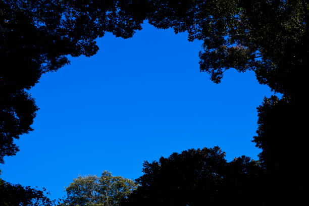 Looking up at natural frame of treetops against clear sky.