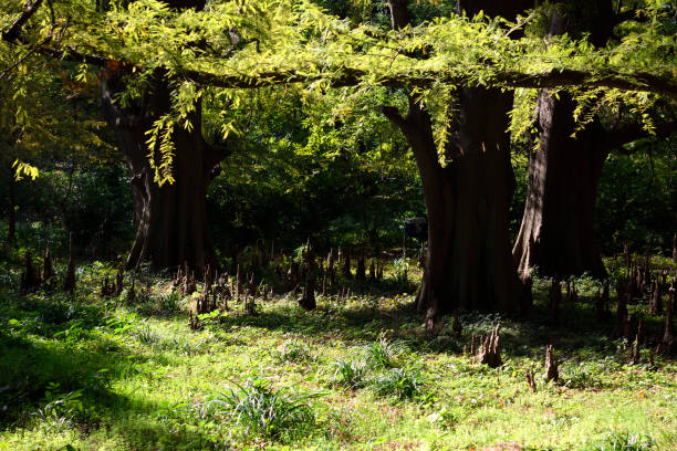Bald Cypress Trees in Tokyo