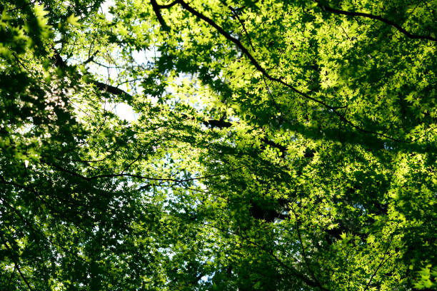 istock Look up at the autumn treetops from below 1063976468