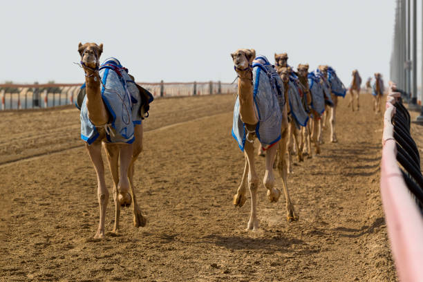 Camels racing fast in Dubai with a robot jockey on the track - fotografia de stock