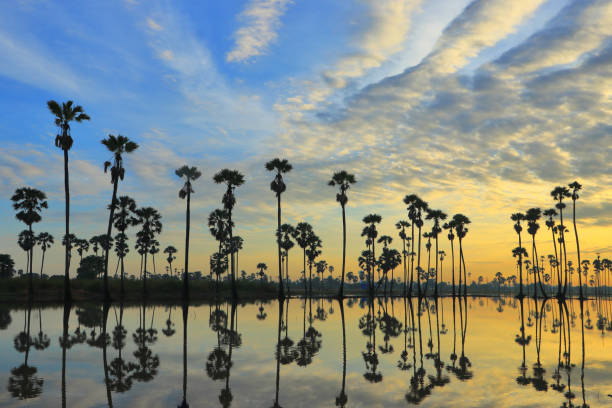 istock Palm trees reflect the water and the sky. Clouds are beautiful lines. 1063982136