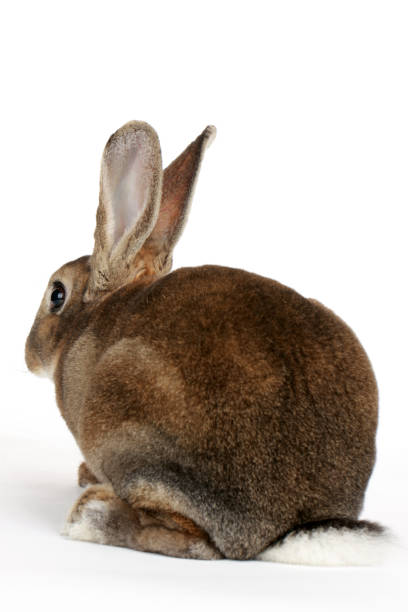 istock Sniffing rabbits  Insulated on white background 1063983524