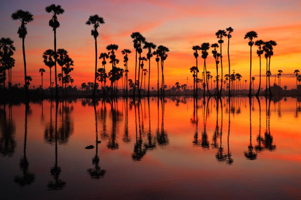 istock Palm trees and sky in the morning before sunrise. 1063984810