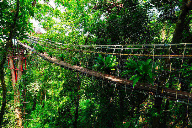 istock Wooden rope bridge in the forest 1063984870