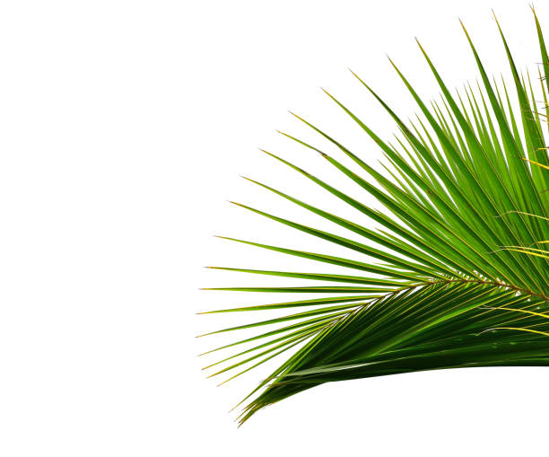 istock tropical coconut palm leaf isolated on white background 1063986682