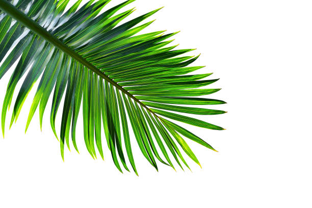 tropischen palmblatt isoliert auf weißem hintergrund, schneidepfad enthalten - horizontal gestreiften vorhängen stock-fotos und bilder