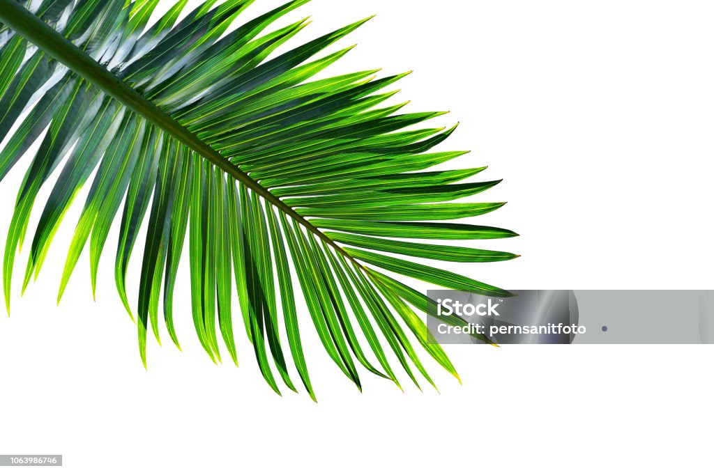 tropical palm leaf isolated on white background, clipping path included close up of palm leaf Palm Leaf Stock Photo