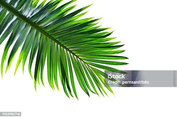 Tropical Palm Leaf Isolated On White Background Clipping Path Included Stock Photo - Download Image Now