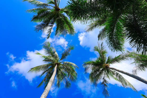 istock coconut trees with blue sky for natural background 1063986806