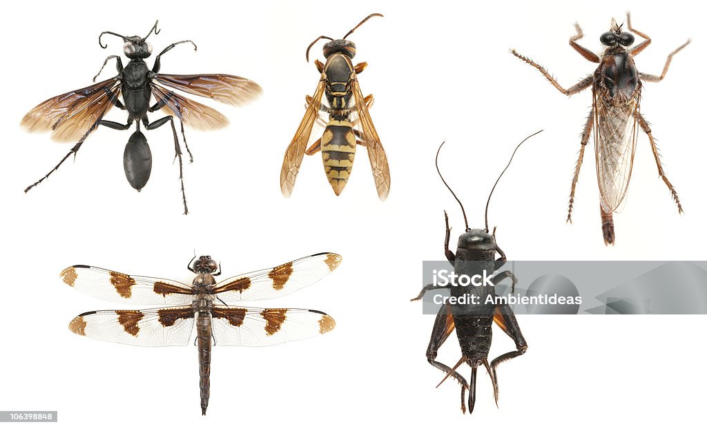 Pięć Creepy kolekcja owadów - Zbiór zdjęć royalty-free (Bez ludzi)