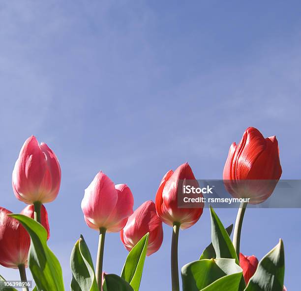 Photo libre de droit de Tulipes banque d'images et plus d'images libres de droit de Tulipe - Tulipe, Bleu, Ciel